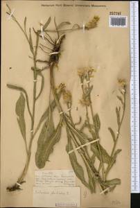 Centaurea glastifolia subsp. intermedia (Boiss.) L. Martins, Средняя Азия и Казахстан, Муюнкумы, Прибалхашье и Бетпак-Дала (M9) (Казахстан)