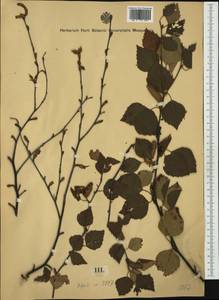 Береза пушистая Ehrh., Западная Европа (EUR)