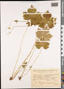 Лютик каппадокийский Willd., Кавказ, Грузия (K4) (Грузия)