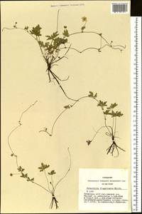Лапчатка плетистая Willd. ex Schltdl., Сибирь, Алтай и Саяны (S2) (Россия)