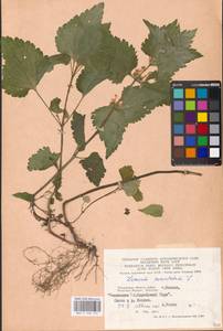 Яснотка пятнистая (L.) L., Восточная Европа, Московская область и Москва (E4a) (Россия)