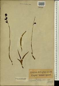Eulophia tuberculata Bolus, Африка (AFR) (ЮАР)