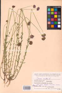 Букашник горный L., Восточная Европа, Центральный район (E4) (Россия)