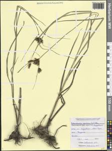 Клубнекамыш морской (L.) Palla, Кавказ, Черноморское побережье (от Новороссийска до Адлера) (K3) (Россия)