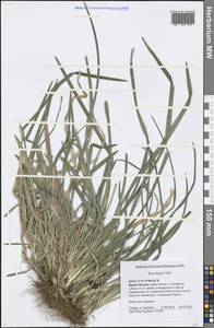 Мятлик Шэ Vill., Восточная Европа, Московская область и Москва (E4a) (Россия)