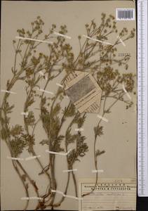 Лапчатка многонадрезанная, Лапчатка многонадрезная L., Средняя Азия и Казахстан, Северный и Центральный Тянь-Шань (M4) (Казахстан)