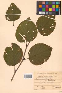 Ольха Максимовича Callier, Сибирь, Дальний Восток (S6) (Россия)