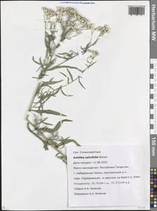 Achillea salicifolia subsp. salicifolia, Восточная Европа, Средневолжский район (E8) (Россия)