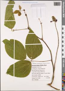 Пуэрария лопастная (Willd.)Sanjappa & Pradeep, Зарубежная Азия (ASIA) (Вьетнам)