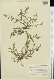 Грыжник голый L., Восточная Европа, Московская область и Москва (E4a) (Россия)