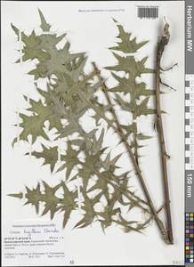 Lophiolepis gagnidzei (Kharadze) Bures, Del Guacchio, Iamonico & P. Caputo, Кавказ, Краснодарский край и Адыгея (K1a) (Россия)