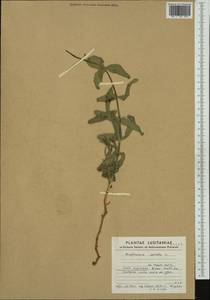 Euphorbia serrata L., Западная Европа (EUR) (Португалия)