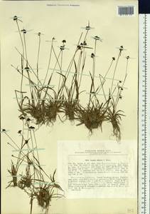 Luzula multiflora subsp. sibirica V. I. Krecz., Сибирь, Прибайкалье и Забайкалье (S4) (Россия)