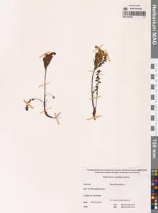 Мытник головчатый Adams, Сибирь, Чукотка и Камчатка (S7) (Россия)