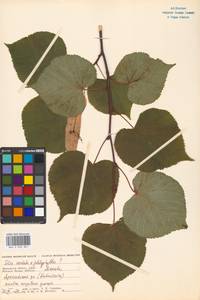 Tilia cordata × platyphyllos, Восточная Европа, Московская область и Москва (E4a) (Россия)