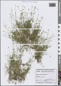 Звездчатка цветоножковая, Звездчатка стебельчатая Bunge, Сибирь, Центральная Сибирь (S3) (Россия)