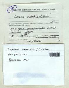 Scapania undulata (L.) Dumort., Гербарий мохообразных, Мхи - Чукотка и Камчатка (B21) (Россия)