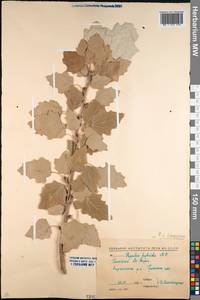 Populus × canescens (Aiton) Sm., Кавказ, Северная Осетия, Ингушетия и Чечня (K1c) (Россия)