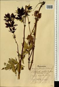 Filipendula digitata (Willd.) Bergmans, Зарубежная Азия (ASIA) (КНР)