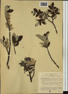 Salix helvetica Vill., Западная Европа (EUR) (Италия)