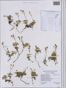 Cerastium tomentosum L., Западная Европа (EUR) (Италия)