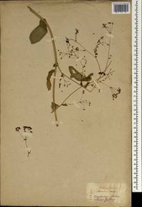 Bupleurum longeradiatum Turcz., Зарубежная Азия (ASIA) (Япония)