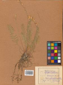 Остролодочник уральский (L.) DC., Сибирь, Дальний Восток (S6) (Россия)