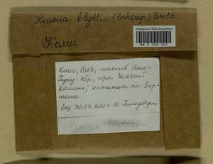 Arctoa blyttii (Bruch & Schimp.) Loeske, Гербарий мохообразных, Мхи - Архангельская и Вологодская области, Коми, Ненецкий АО (B7) (Россия)