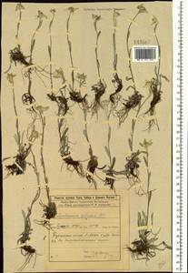 Leontopodium leontopodinum (DC.) Hand.-Mazz., Сибирь, Прибайкалье и Забайкалье (S4) (Россия)