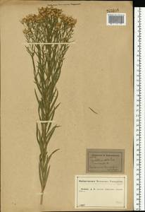 Galatella sedifolia subsp. sedifolia, Восточная Европа, Центральный лесостепной район (E6) (Россия)
