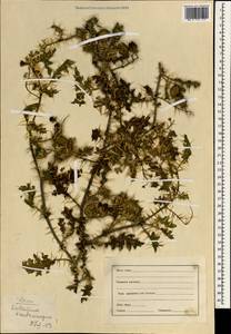 Solanum virginianum L., Зарубежная Азия (ASIA) (Индия)