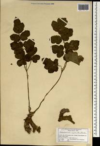 Tetrataenium rigens (Wall. ex DC.) Manden., Зарубежная Азия (ASIA) (Индия)