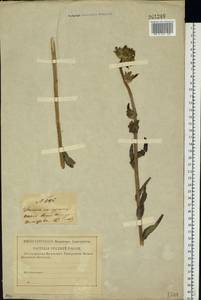 Колокольчик жестковолосистый L., Восточная Европа, Центральный лесостепной район (E6) (Россия)