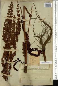 Щавель курчавый L., Кавказ, Азербайджан (K6) (Азербайджан)