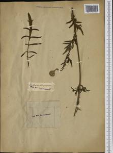 Centaurea calocephala Willd., Западная Европа (EUR)