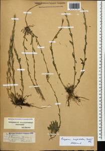 Желтушник щитовидный (M.Bieb.) DC., Кавказ, Ставропольский край, Карачаево-Черкесия, Кабардино-Балкария (K1b) (Россия)