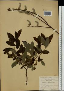 Salix ×laurina Sm., Восточная Европа, Центральный район (E4) (Россия)