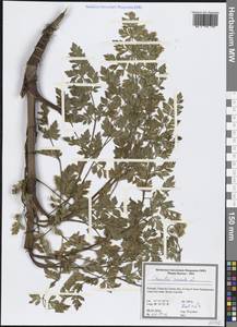 Oenanthe peucedanifolia Pollich, Западная Европа (EUR) (Португалия)