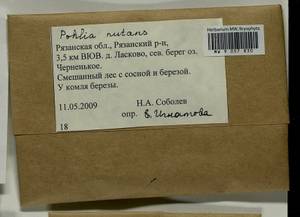 Pohlia nutans (Hedw.) Lindb., Гербарий мохообразных, Мхи - Центральное Нечерноземье (B6) (Россия)