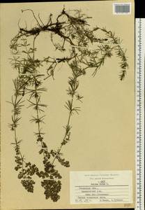 Подмаренник настоящий L., Восточная Европа, Центральный район (E4) (Россия)