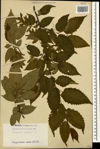 Граб обыкновенный, Граб кавказский L., Кавказ, Армения (K5) (Армения)