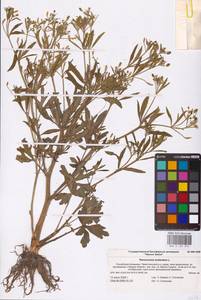 Лютик ядовитый L., Восточная Европа, Нижневолжский район (E9) (Россия)