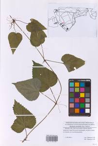 Михения крапиволистная (Miq.) Makino, Восточная Европа, Московская область и Москва (E4a) (Россия)