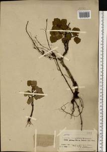 Береза пушистая Ehrh., Восточная Европа, Северный район (E1) (Россия)