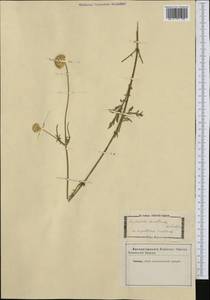 Cephalaria leucantha (L.) Schrad., Западная Европа (EUR) (Италия)