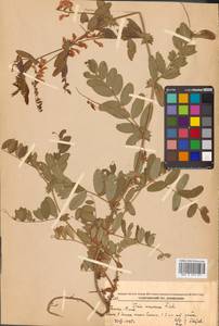 Горошек приятный Fisch. ex Ser., Сибирь, Дальний Восток (S6) (Россия)