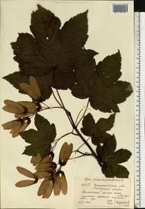 Клен ложноплатановый L., Восточная Европа, Западно-Украинский район (E13) (Украина)