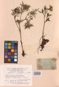 Горицвет волжский, Адонис волжский DC., Восточная Европа, Восточный район (E10) (Россия)