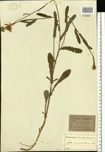 Нивяник обыкновенный, Поповник Lam., Восточная Европа, Центральный лесостепной район (E6) (Россия)