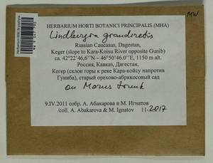 Lindbergia grandiretis (Lindb. ex Broth.) Ignatov & Ignatova, Гербарий мохообразных, Мхи - Северный Кавказ и Предкавказье (B12) (Россия)